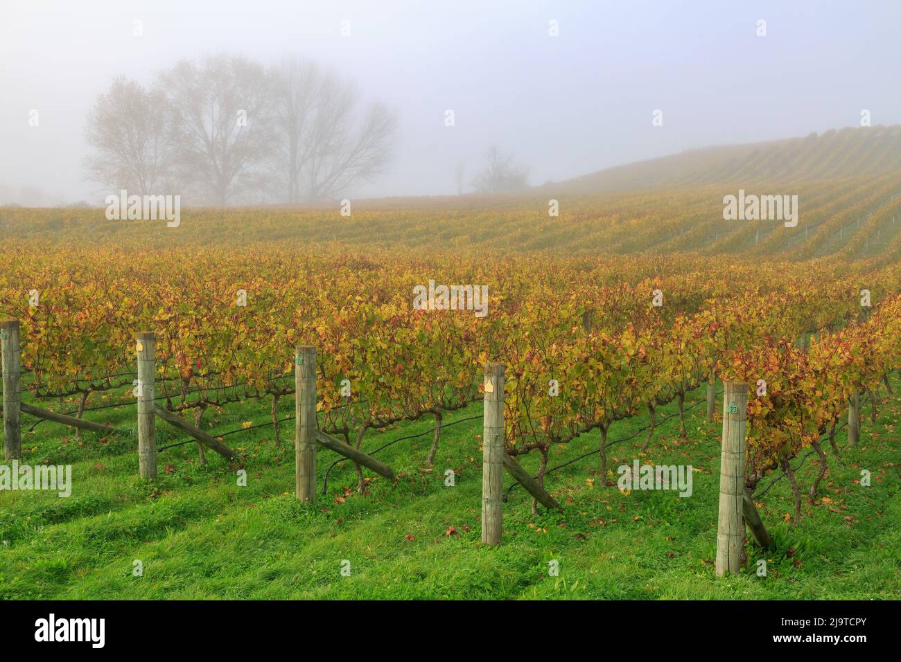 An autumn vineyard in the mist. Photographed in the Hawke's Bay region, New Zealand Stock Photo
