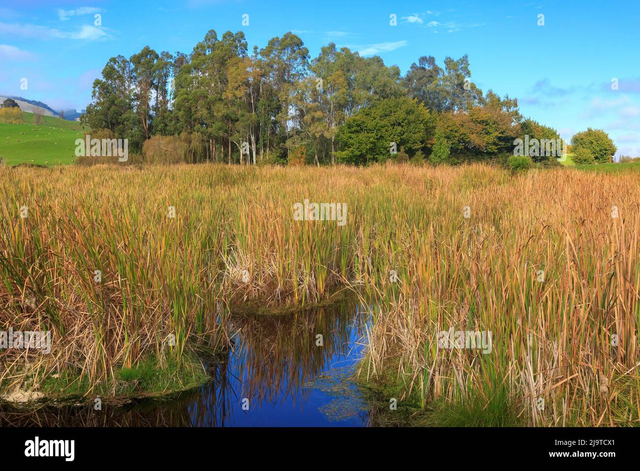 The wetland at Pekapeka Regional Park, a wildlife reserve in Hawke's Bay, New Zealand. Native