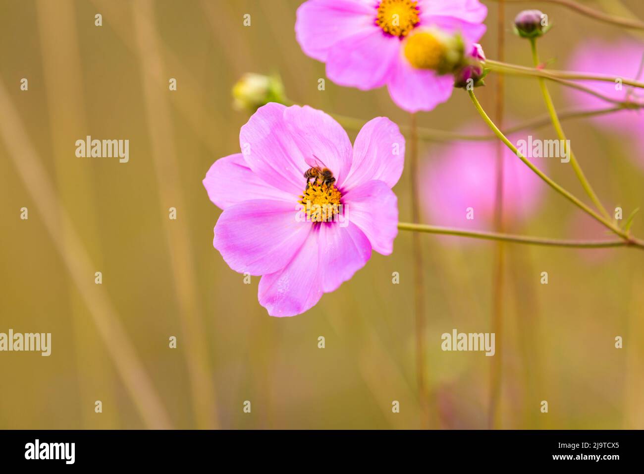 Cosmos flowers south africa bee hi-res stock photography and images - Alamy