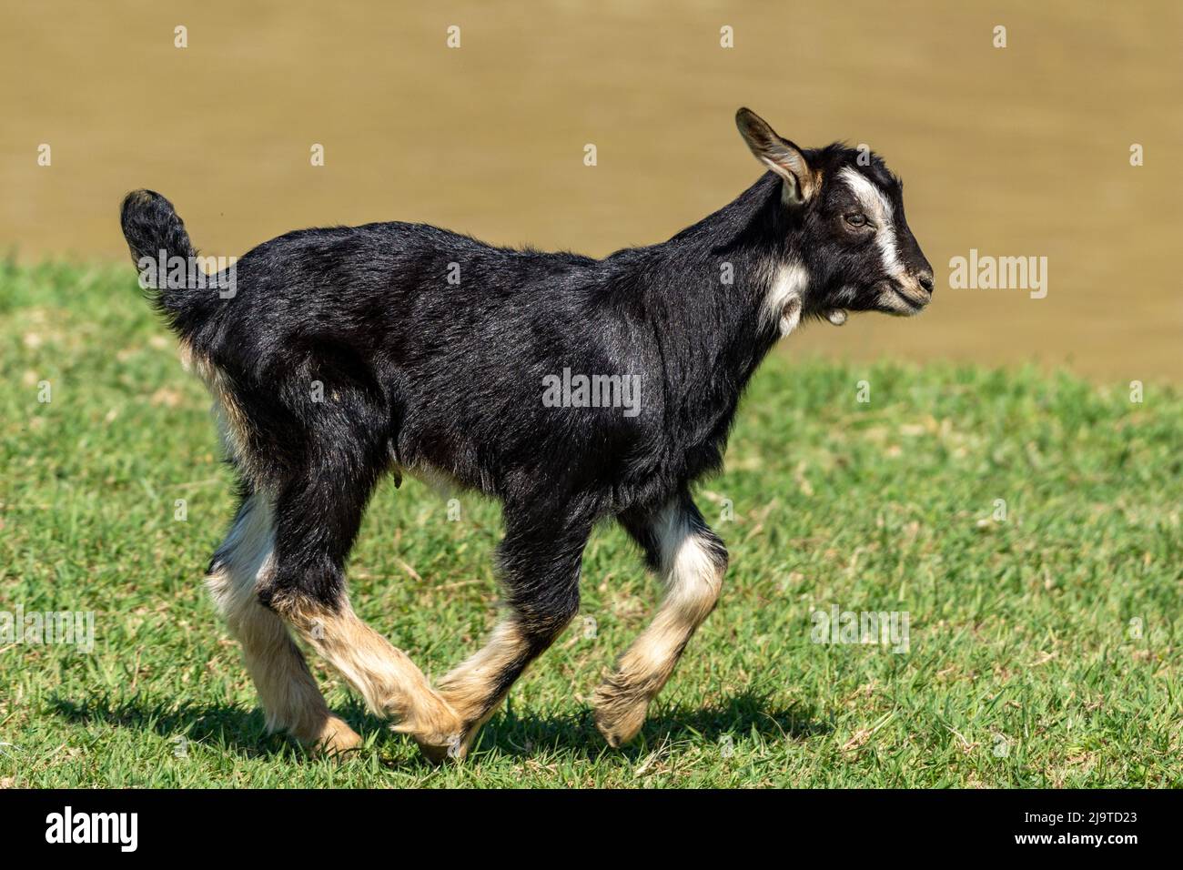 black baby goat with white spots on the grass Stock Photo