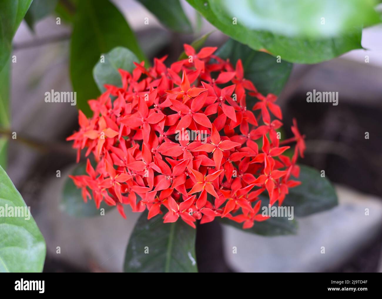 Ixora flower the west indian jasmine growing in Nha Trang Stock Photo