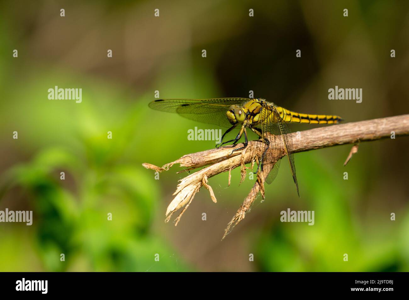yellowish dragonfly standing on a stick Stock Photo - Alamy