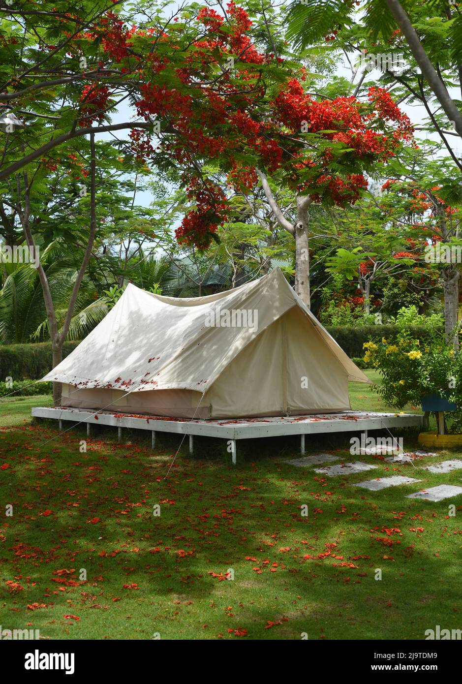 Camping tent under Delonix regia tree in Nha Trang Vietnam Stock Photo