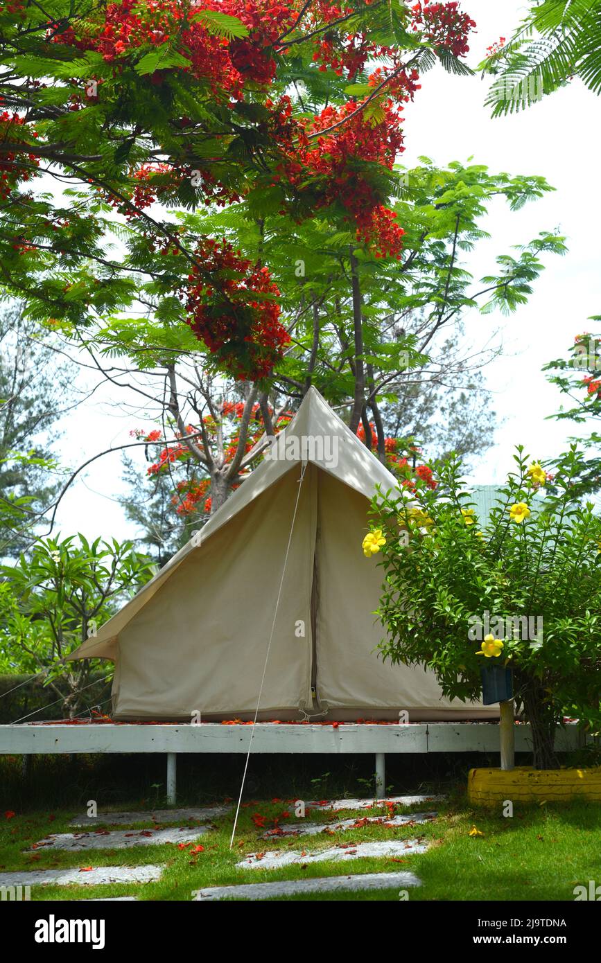 Camping tent under Delonix regia tree in Nha Trang Vietnam Stock Photo