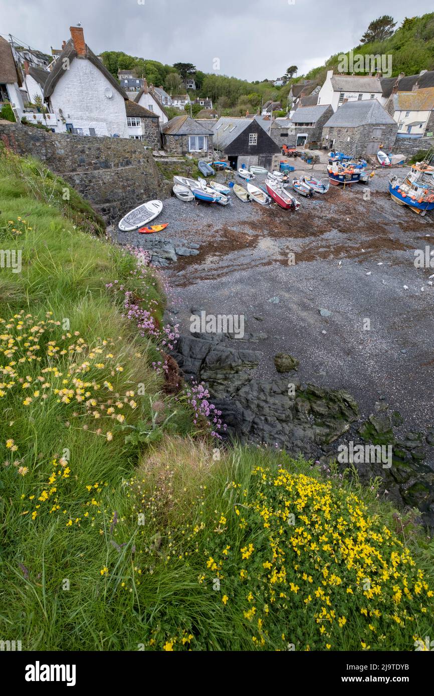 The picturesque fishing village of Cadgwith in Cornwall, ENgland with rows of boats moored in the harbour. Stock Photo