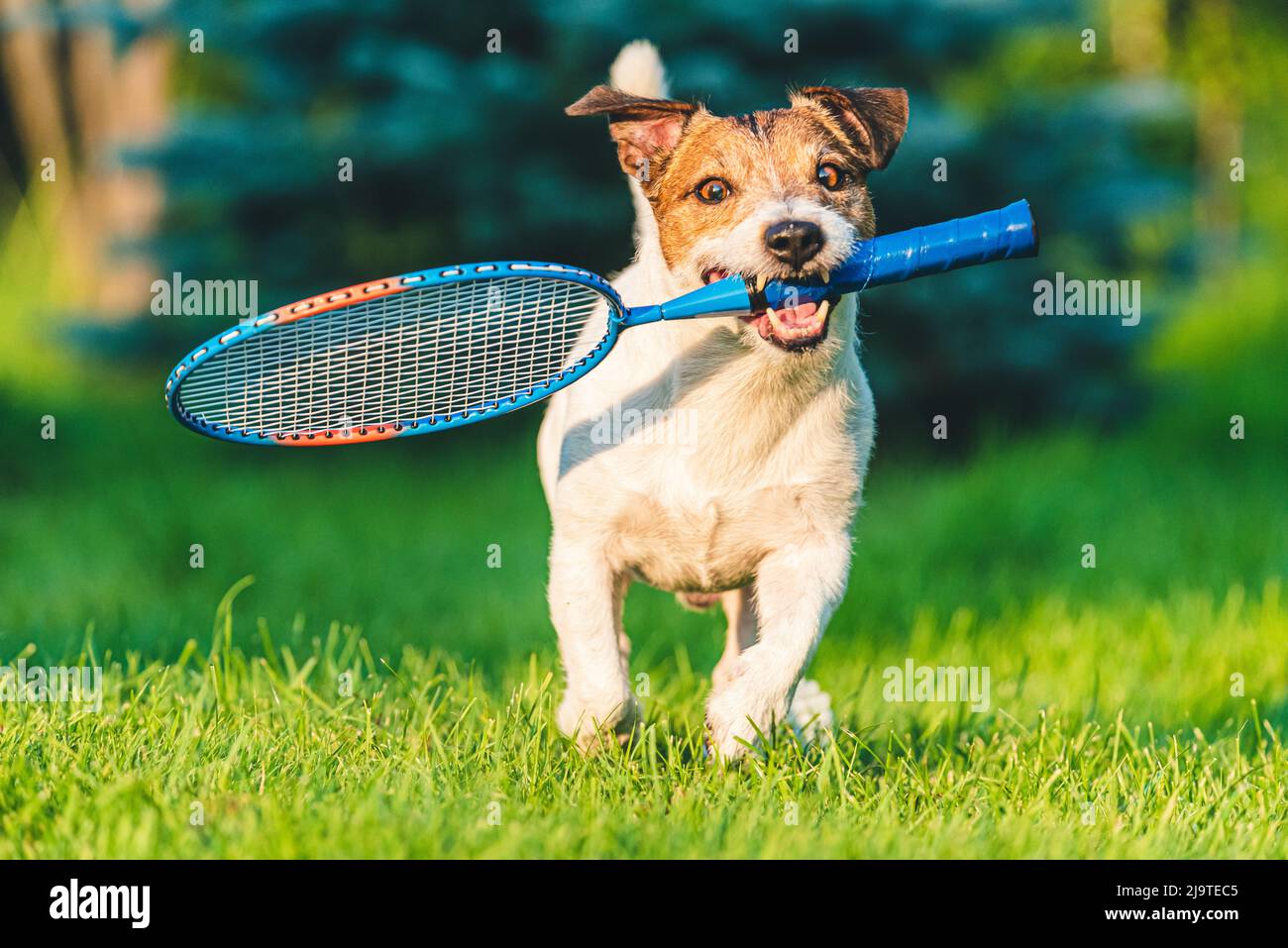 Excited funny dog fetches kid size badminton racket on green grass turf on summer day Stock Photo