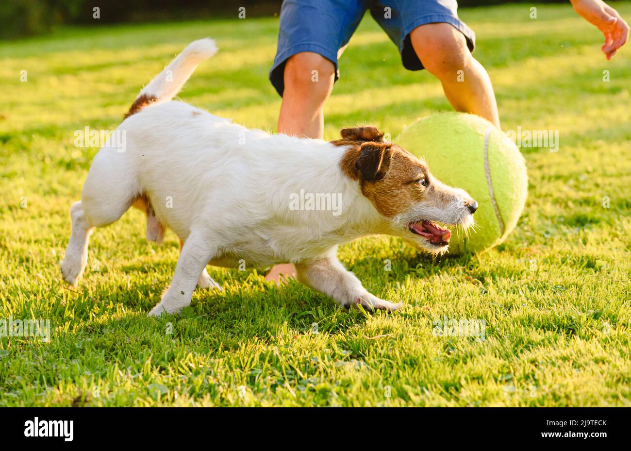 Kid boy playing football with pet dog at backyard lawn of country house Stock Photo