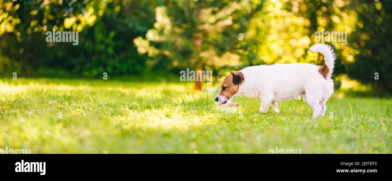 Small dog drinking water from bowl outside to prevent overheating on hot summer day Stock Photo