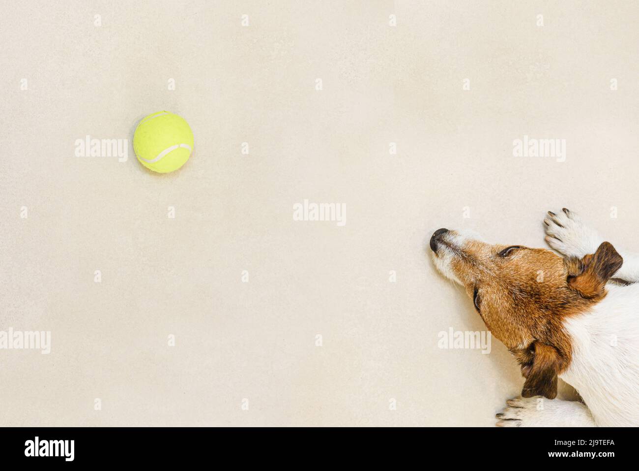 View from top on lazy dog lying on floor and looking at tennis ball Stock Photo