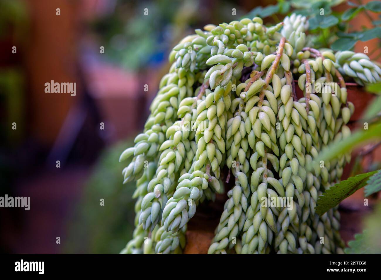 Sedum morganianum, the donkey tail plant is a species of flowering plant in the family Crassulaceae, Stock Photo