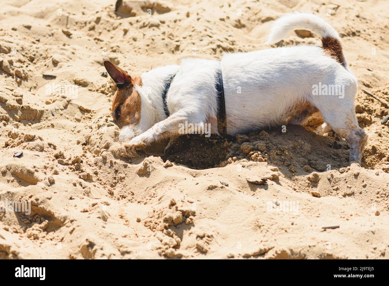 Dog walking at sand beach digging hole to cool down on hot sunny day Stock Photo