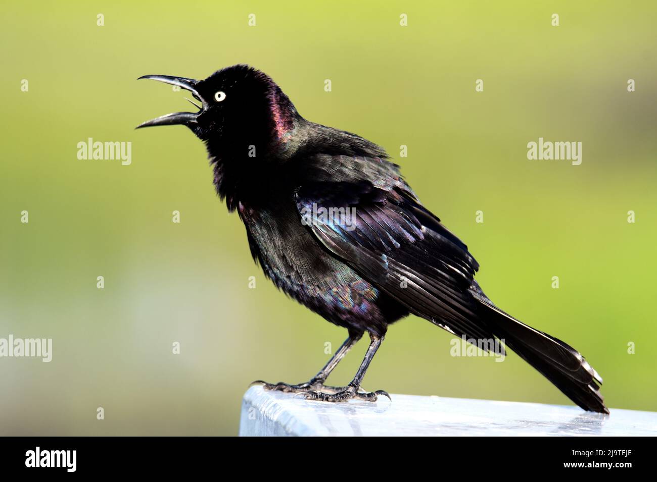 Boat tailed grackle calling hires stock photography and images Alamy