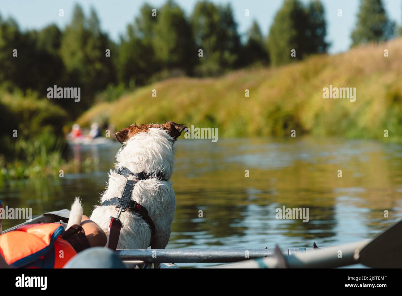 Family with children and dog kayaking on calm river on sunny day Stock Photo