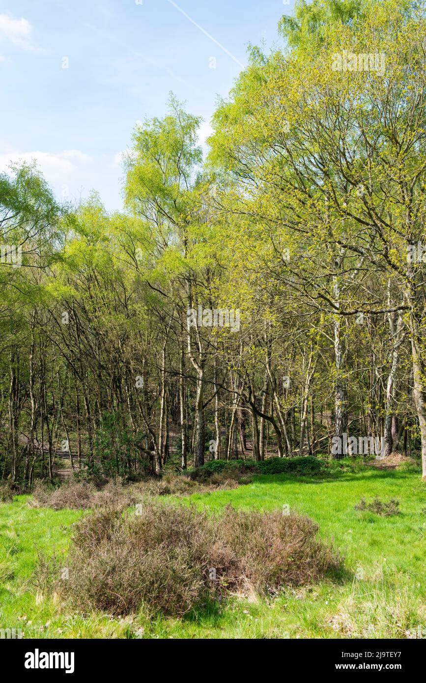 Heathland in Spring at Bestwood Country Park in Nottingham, Nottinghamshire England UK Stock Photo