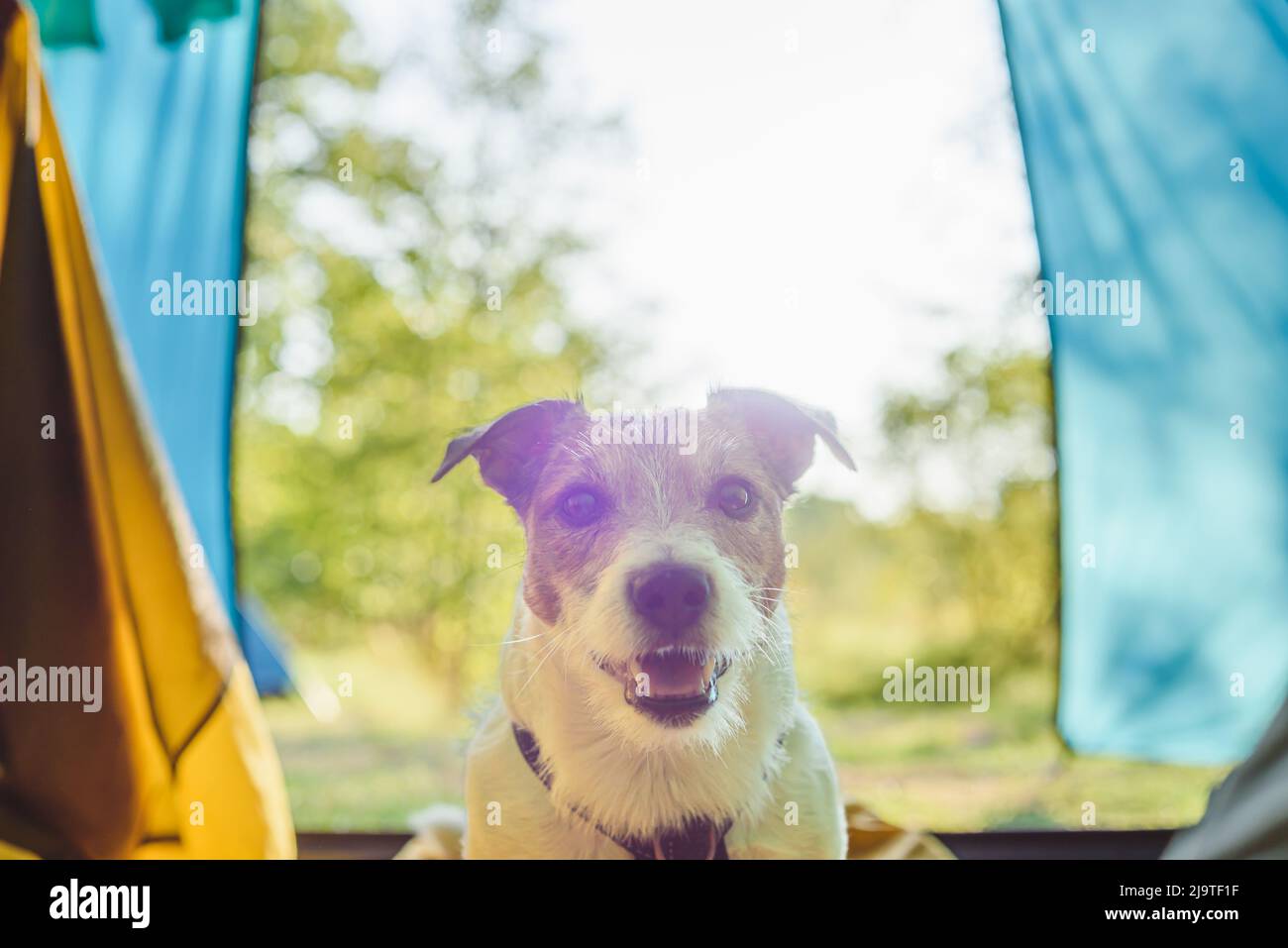 Happy dog waking up owner in camping tent on sunny morning Stock Photo
