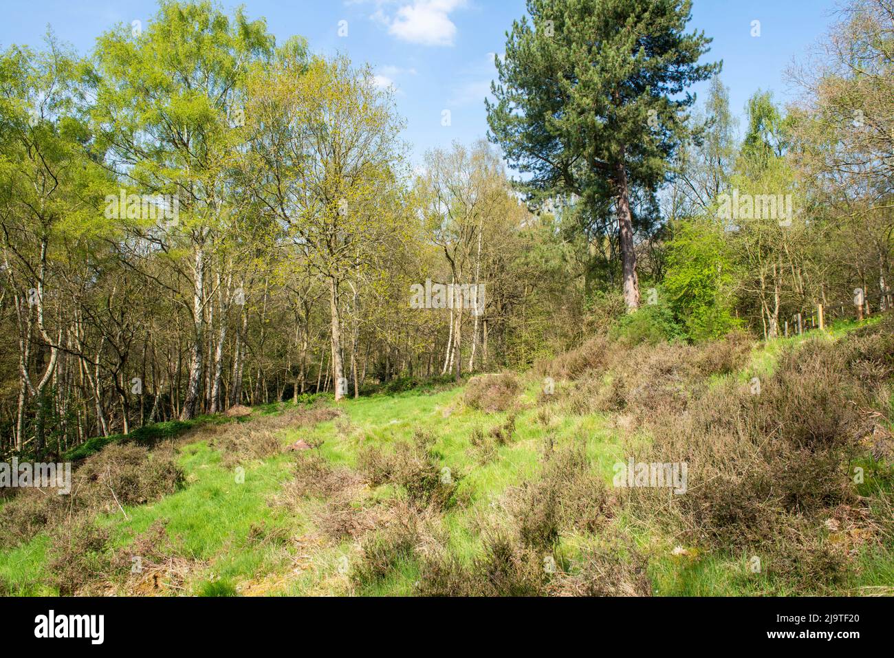 Heathland In Spring At Bestwood Country Park In Nottingham Nottinghamshire England UK Stock