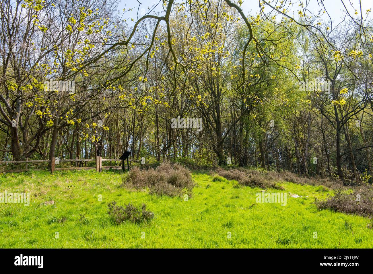 Heathland in Spring at Bestwood Country Park in Nottingham, Nottinghamshire England UK Stock Photo
