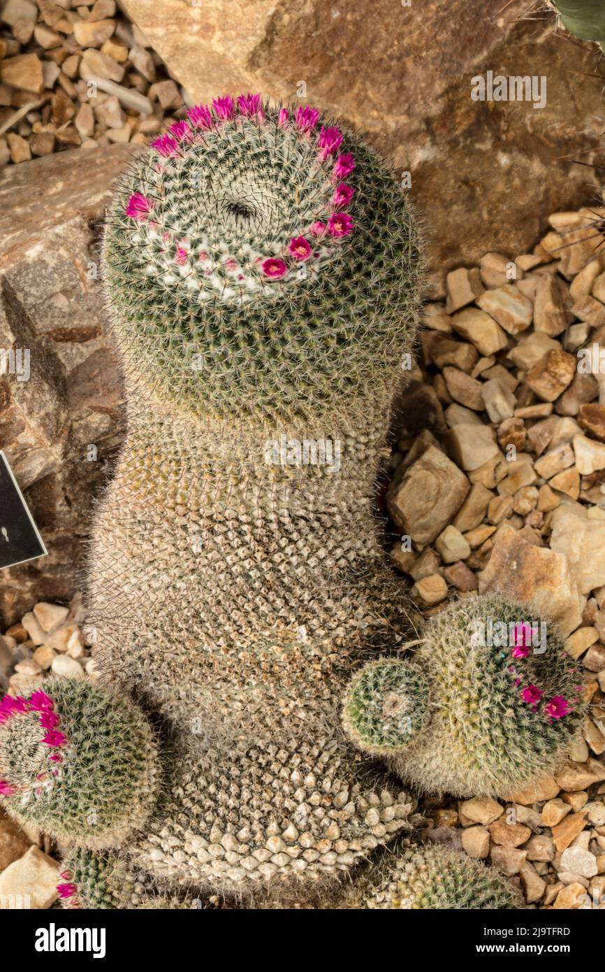 Prominent, Mammillaria hahniana, old lady of Mexico, old lady