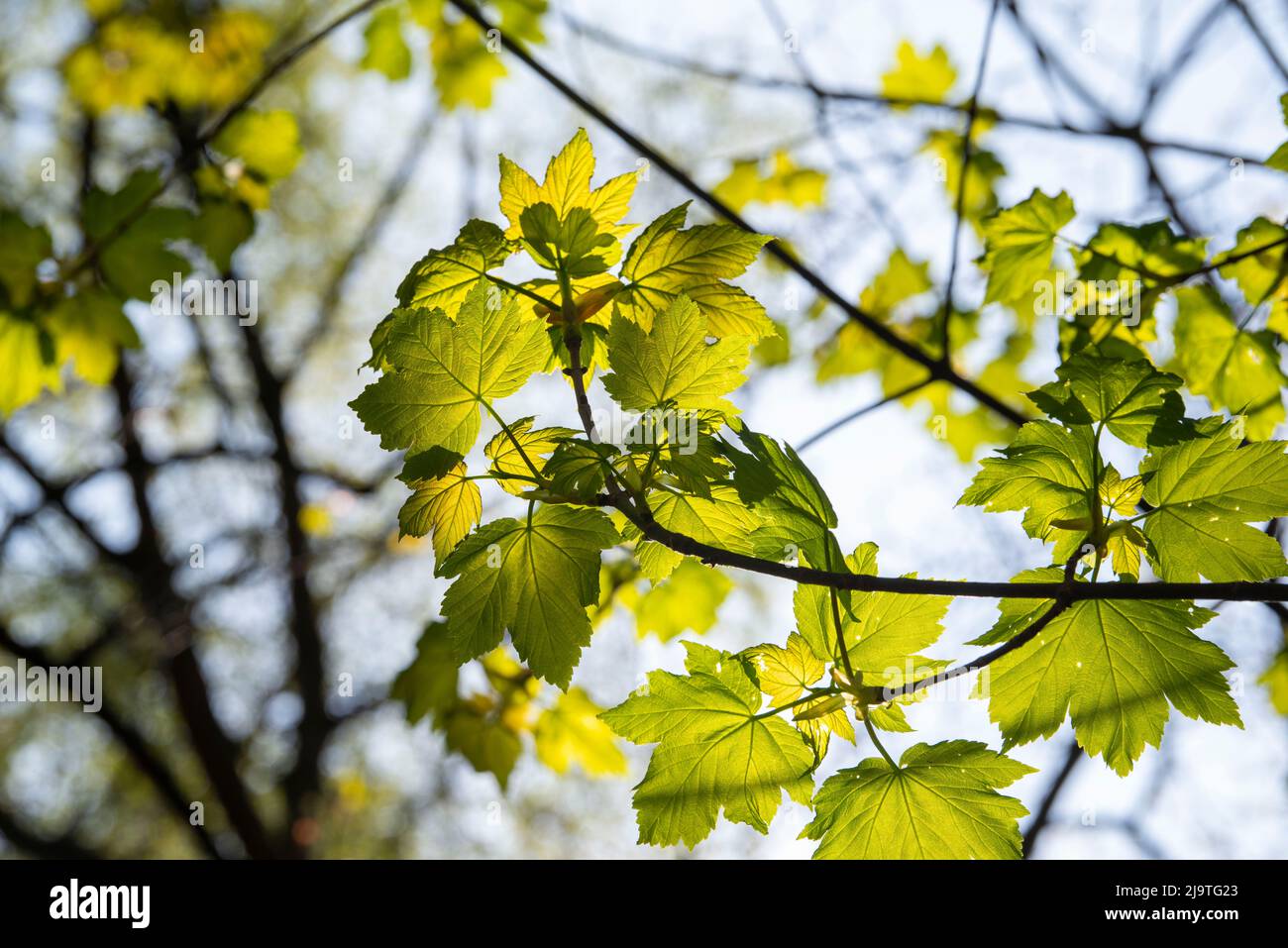 Spring leaves at Bestwood Country Park in Nottingham, Nottinghamshire England UK Stock Photo