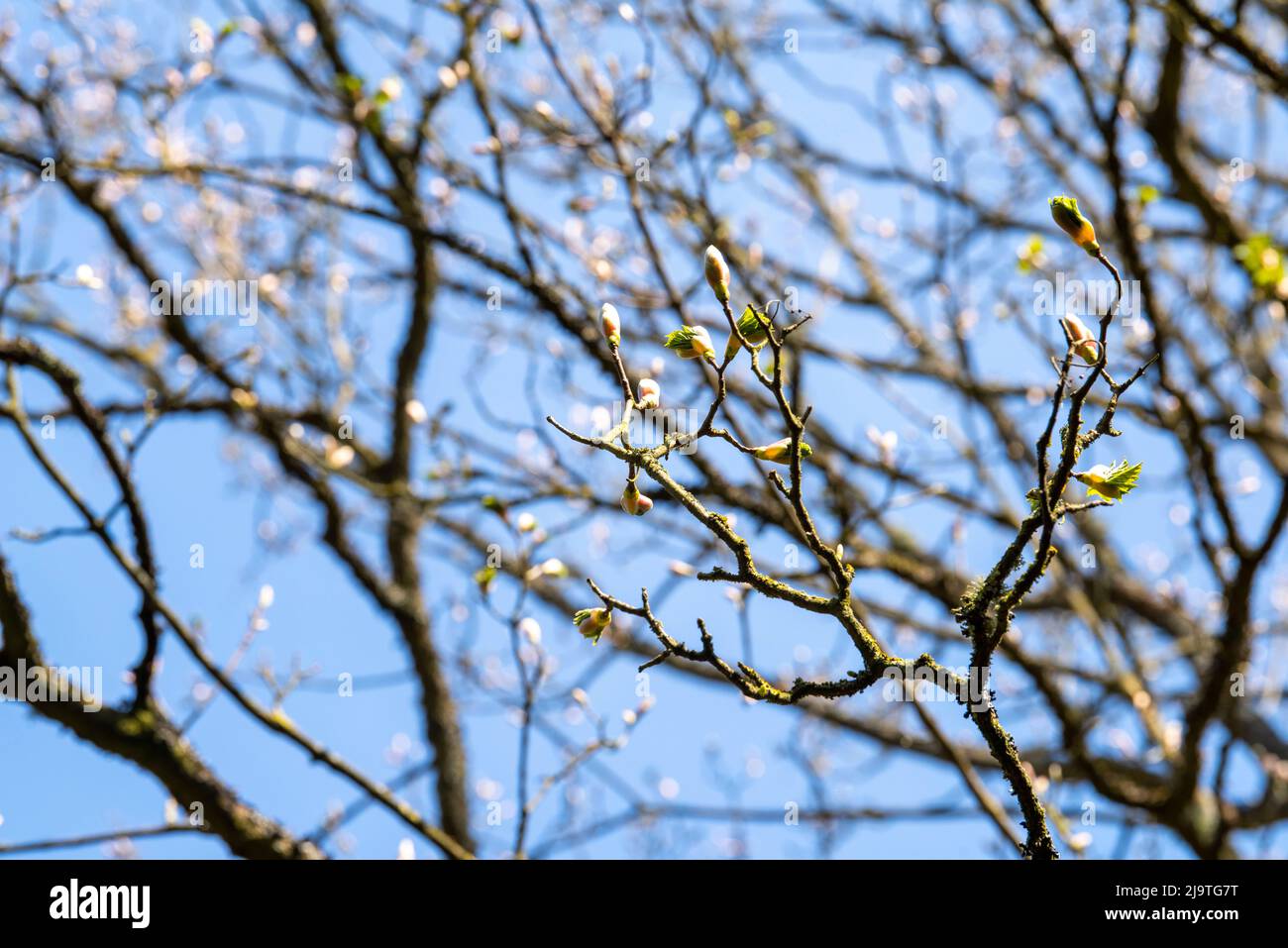 Spring buds at Bestwood Country Park in Nottingham, Nottinghamshire England UK Stock Photo
