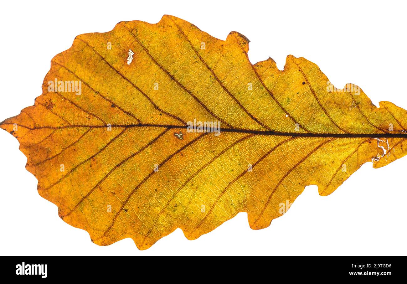 Oak leaf isolate hi-res stock photography and images - Alamy