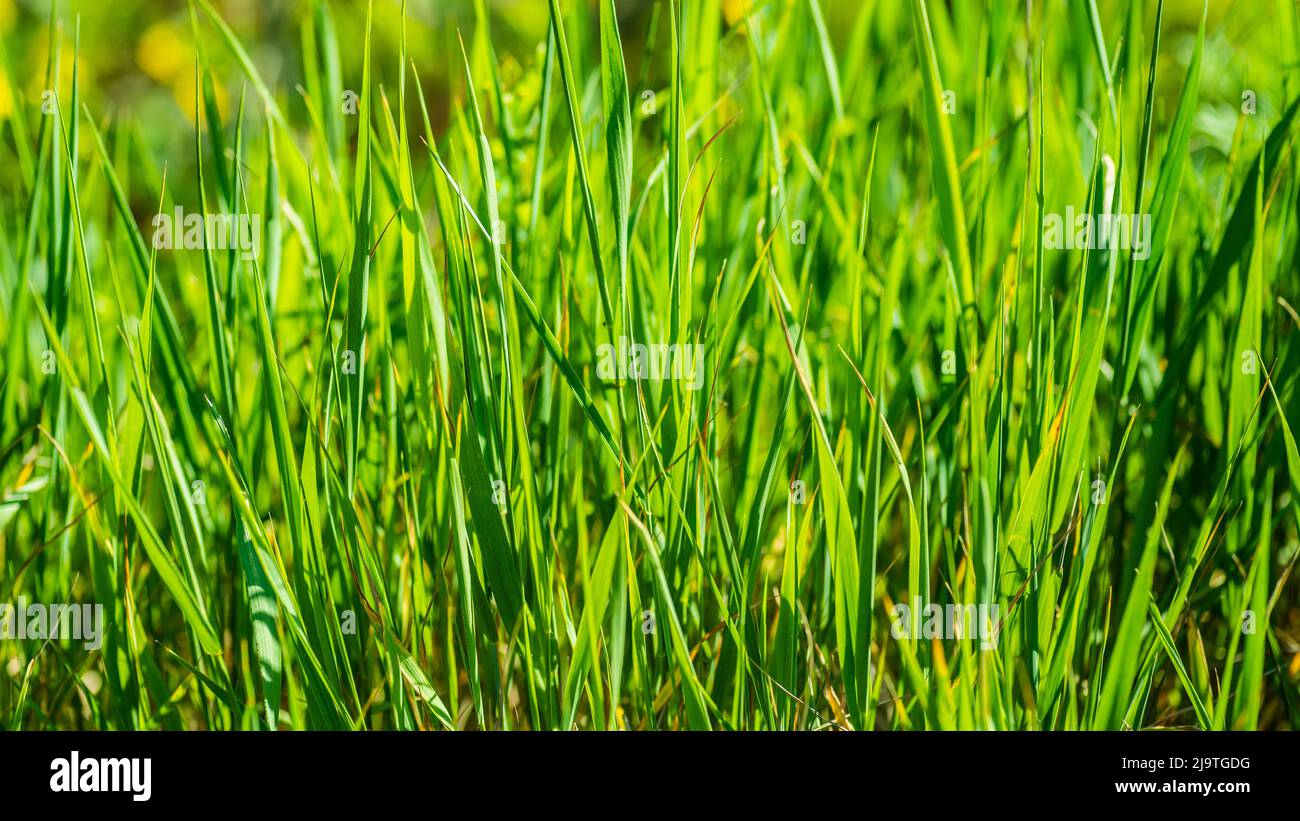 Fresh green grass as background. Selective focus with shallow depth of ...