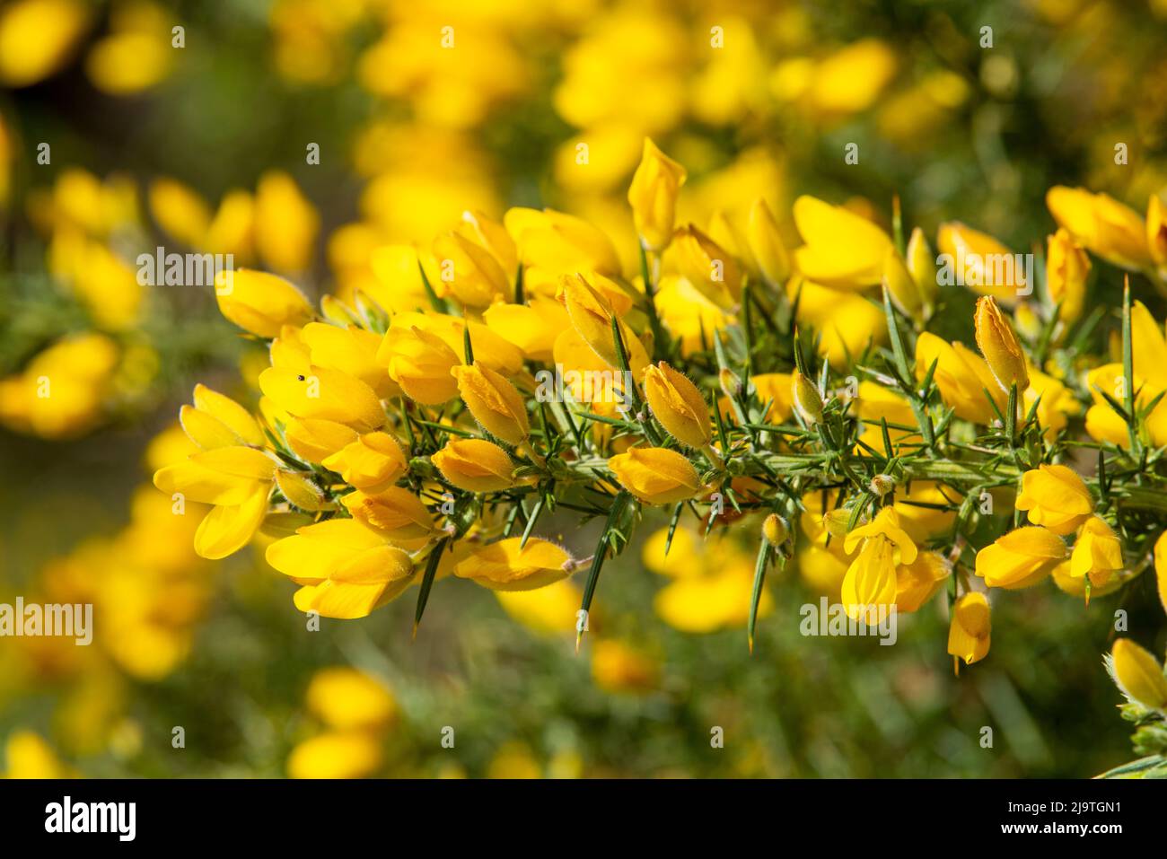 Close up of Gorse at Bestwood Country Park in Nottingham, Nottinghamshire England UK Stock Photo