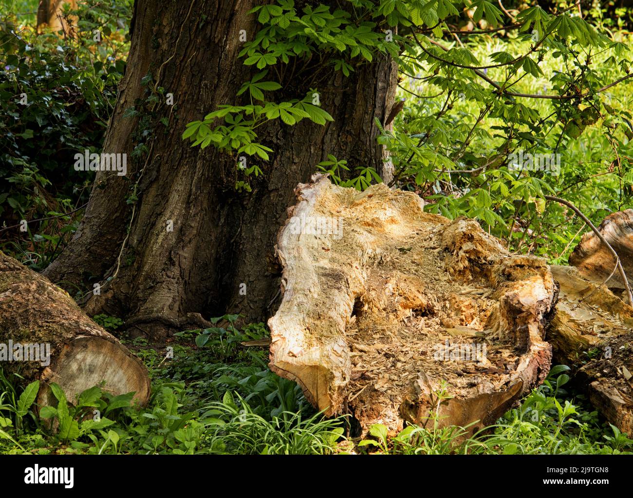 Stages of decomposition and decay, illustrated by felled tree trunks at the side of an established tree Stock Photo