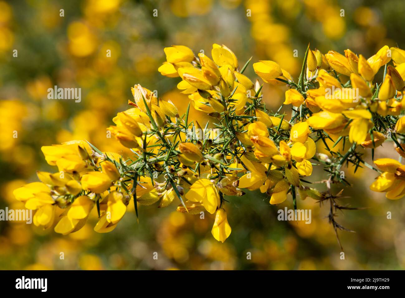 Close up of Gorse at Bestwood Country Park in Nottingham, Nottinghamshire England UK Stock Photo