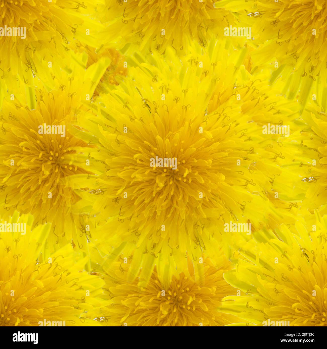 Yellow Spring Background Forward Seamless pattern with dandelion flowers. Yellow spring background Stock ...