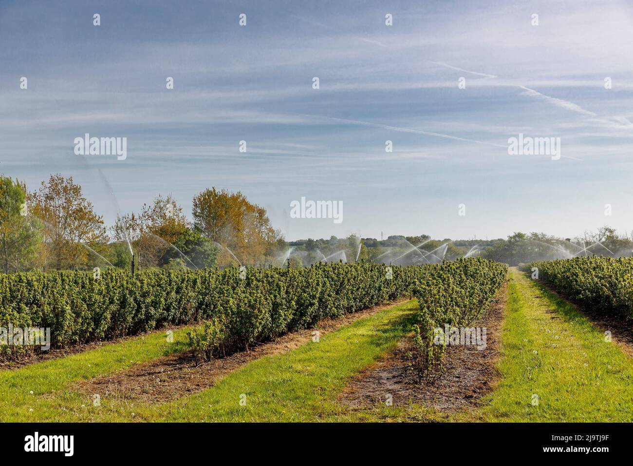 Coggeshall England UK Stock Photo Alamy