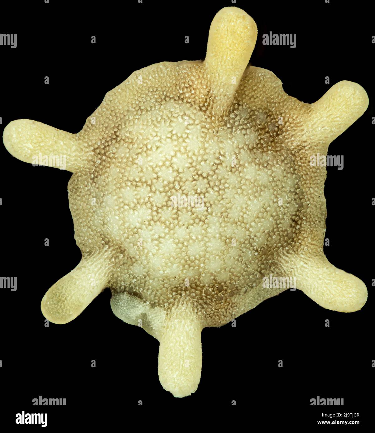 Star sand foraminifera shell, light micrograph Stock Photo - Alamy