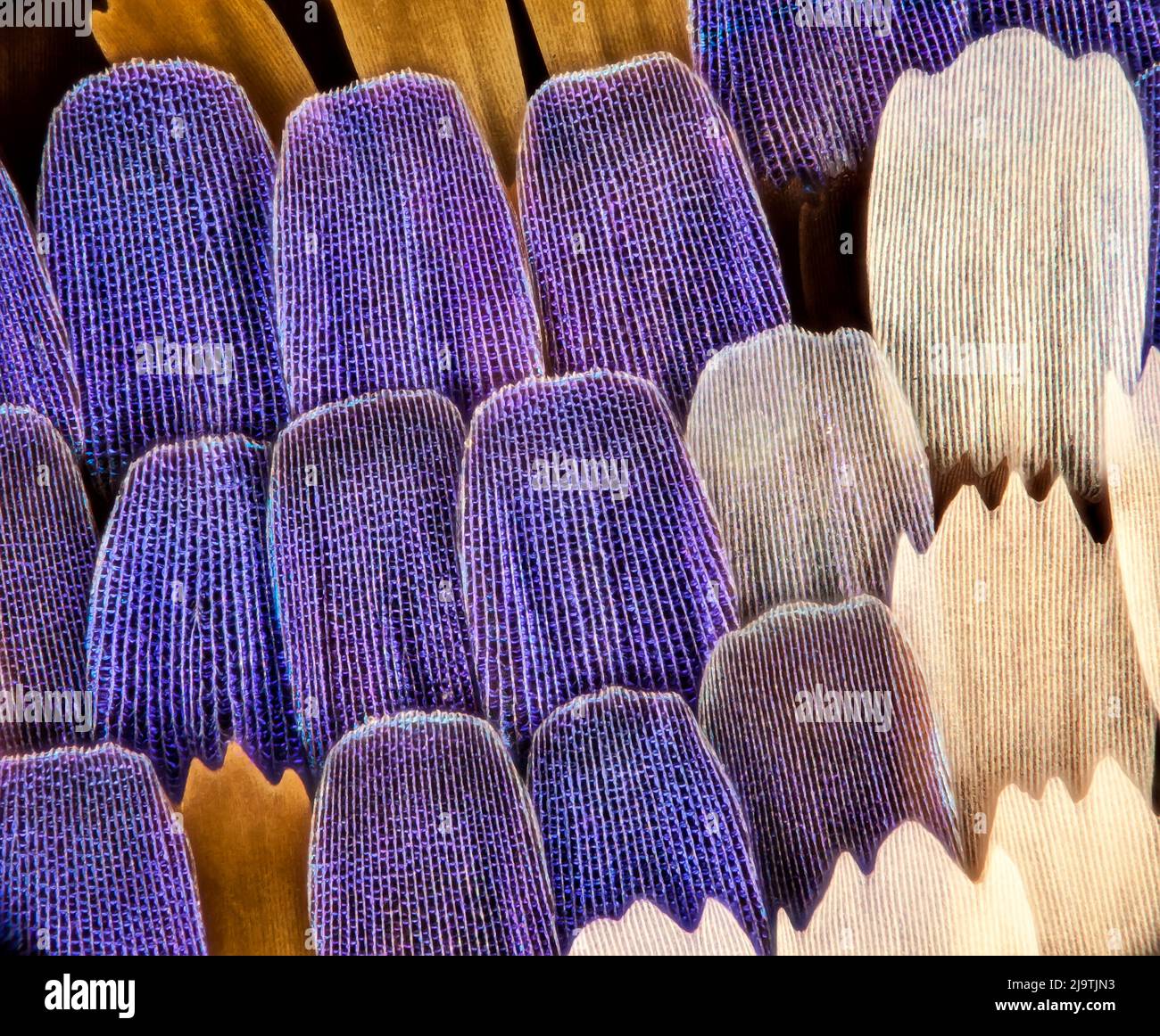 Swallowtail butterfly wing scales, light micrograph Stock Photo - Alamy