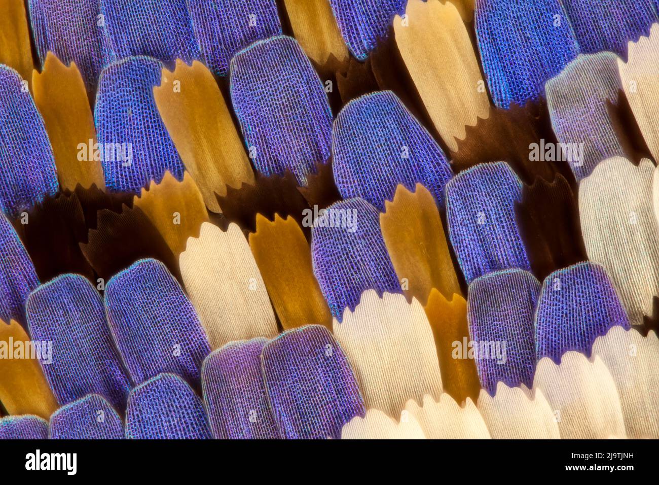 Swallowtail butterfly wing scales, light micrograph Stock Photo - Alamy