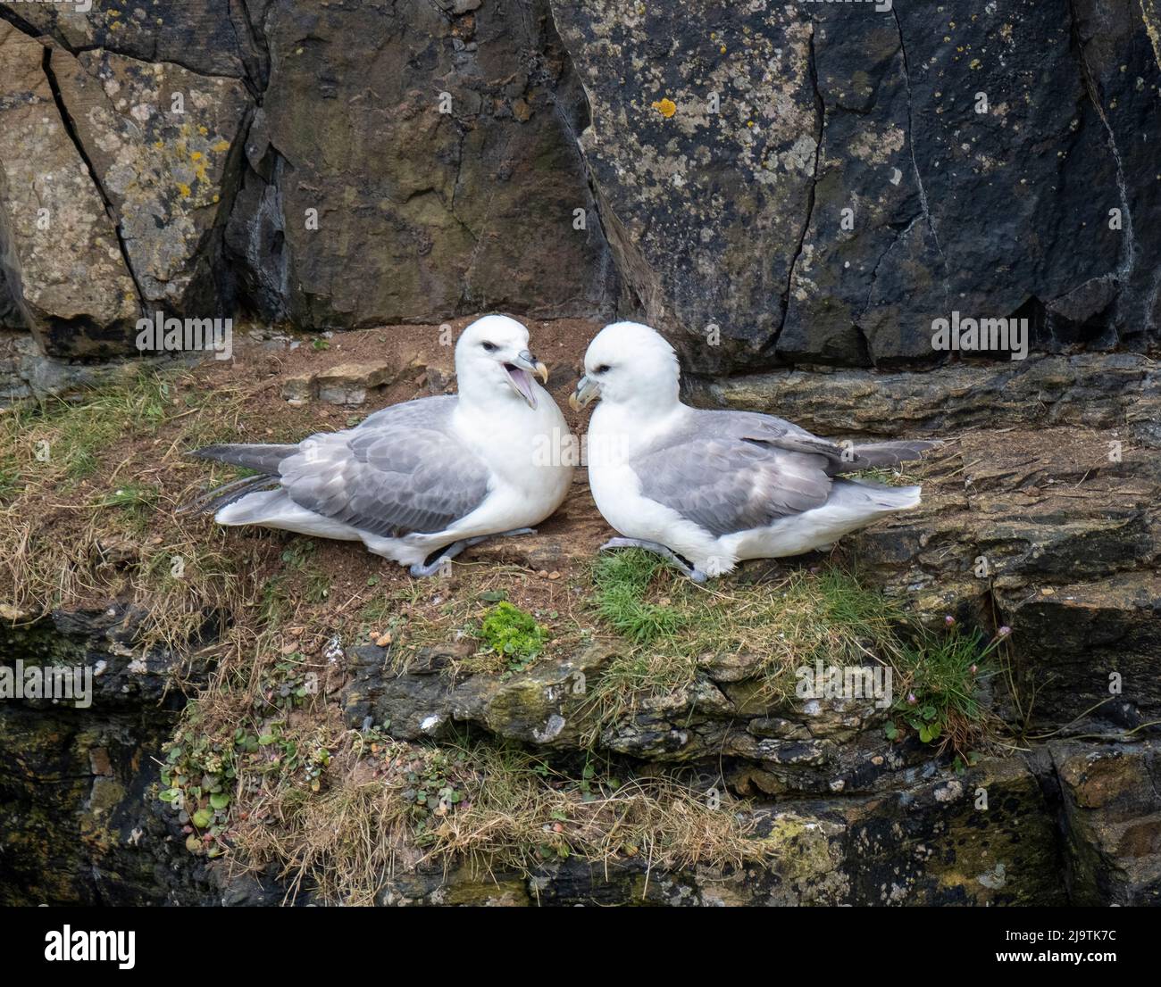 Two Fulmars on a rock ledge at Mull Head nature reserve, Deerness, Orkney, Scotland Stock Photo