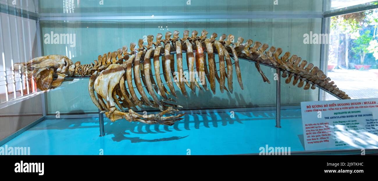 Sea cow skeleton on display in Nha Trang Oceanographic Institute, Vietnam Stock Photo