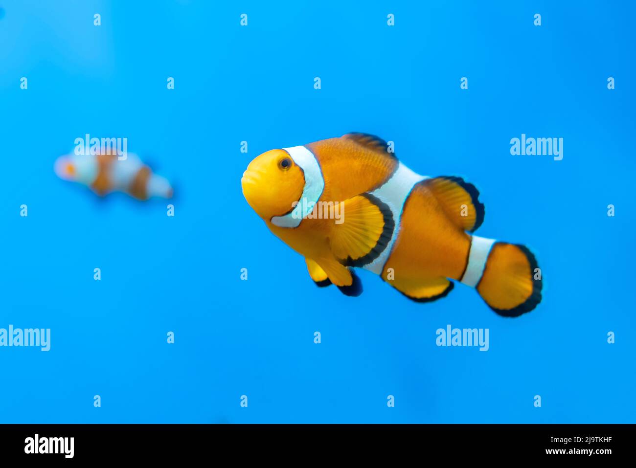 Fish Amphiprion ocellaris swimming in the wild. This is a species of clownfish in the genus Amphiprion in the family Thia. This species was first Stock Photo