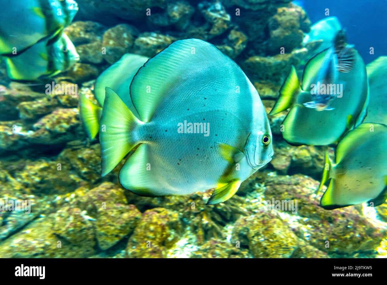 Angel fish long tail swimming in aquarium. This fish usually lives in ...