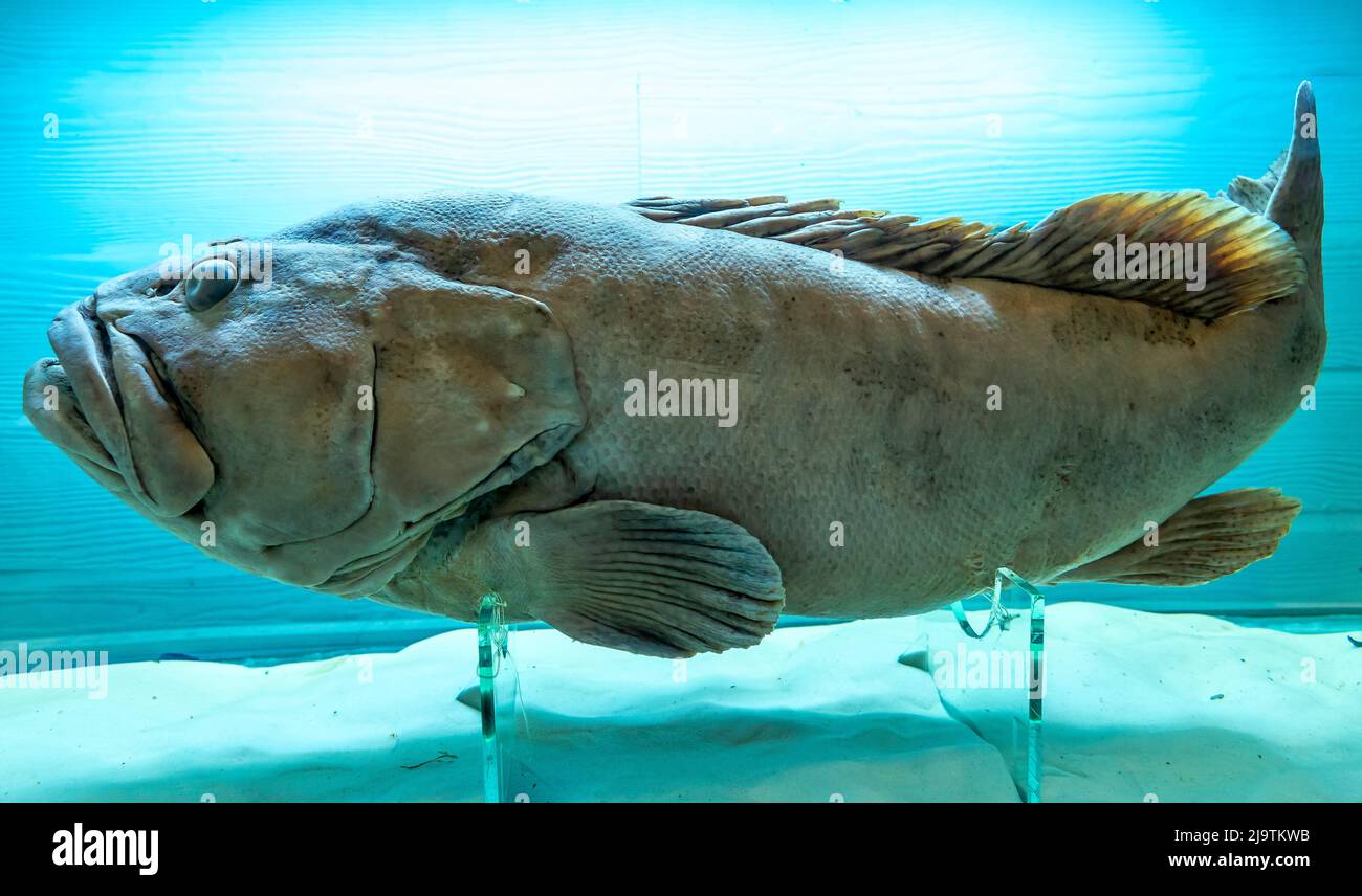 Body of grouper Epinephelinae on display in the oceanographic institute Stock Photo