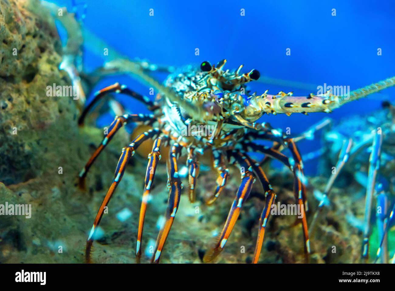 The sea shrimp in the aquarium, this is a crustacean that needs to be preserved Stock Photo