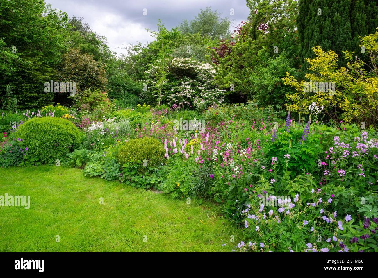 An English country garden in early summer with abundance of shrubs and ...