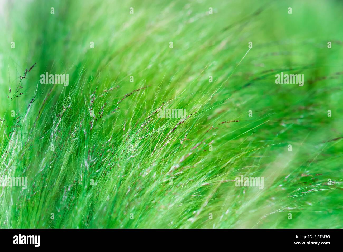 abstract blurred natural background with emerald green meadow grass Stock Photo