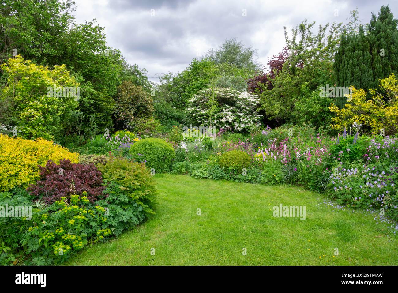 An English country garden in early summer with abundance of shrubs and ...