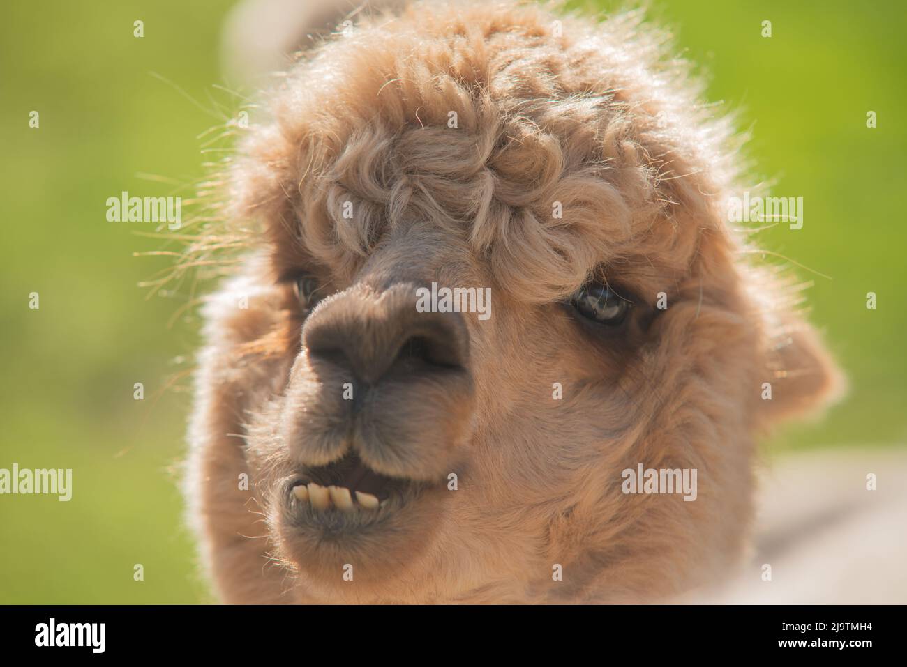 Alpaca farm uk hires stock photography and images Alamy