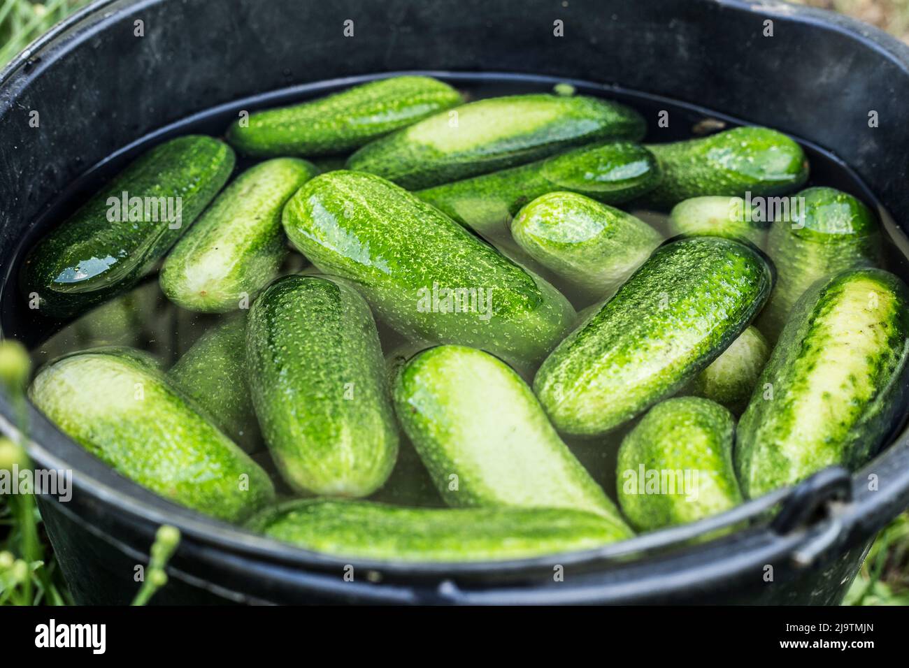 Soaking cucumbers in ice cold water for 4 to 5 hours before pickling gives nice crisp pickles. Home food hack. Stock Photo