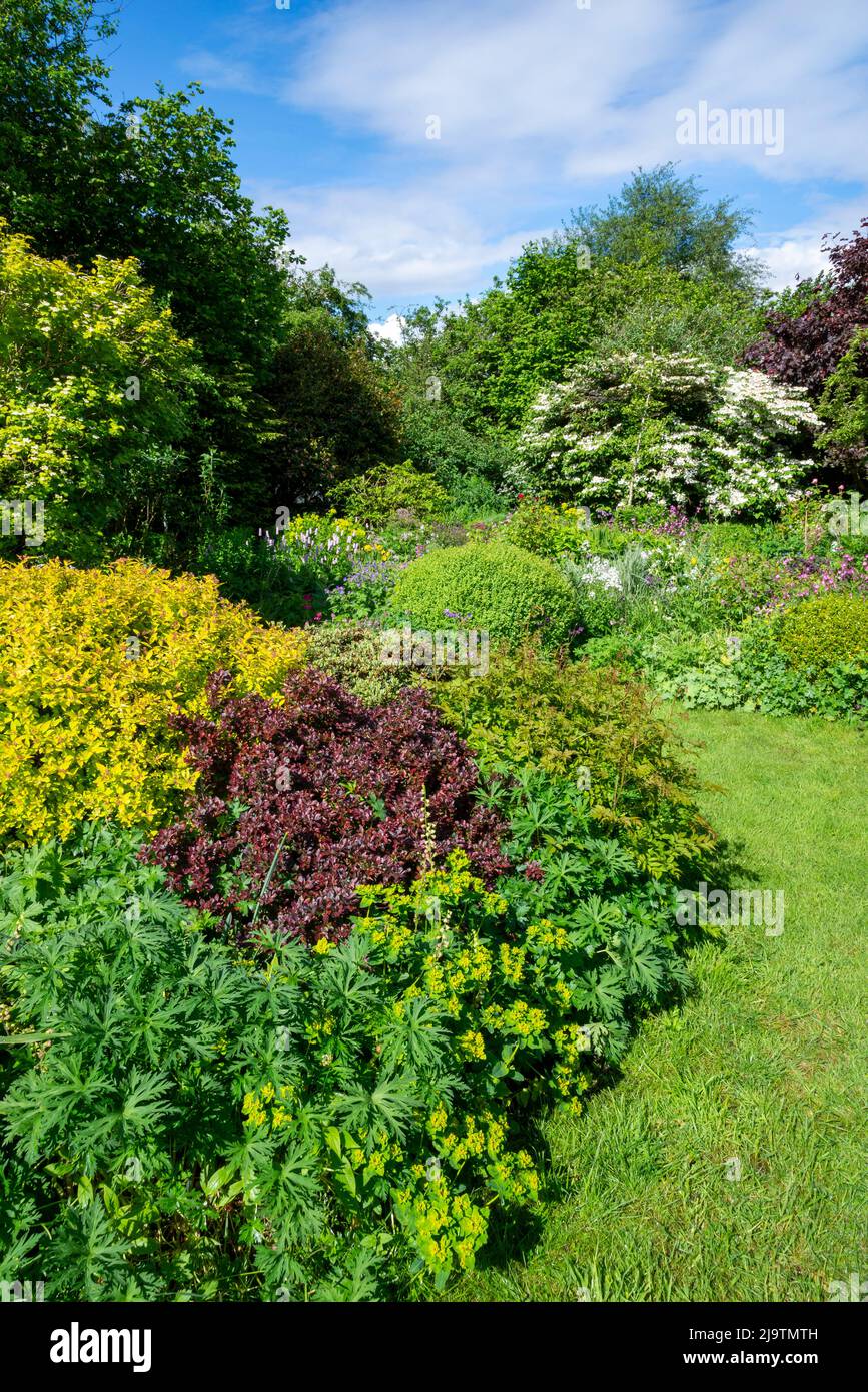 An English country garden in early summer with abundance of shrubs and ...