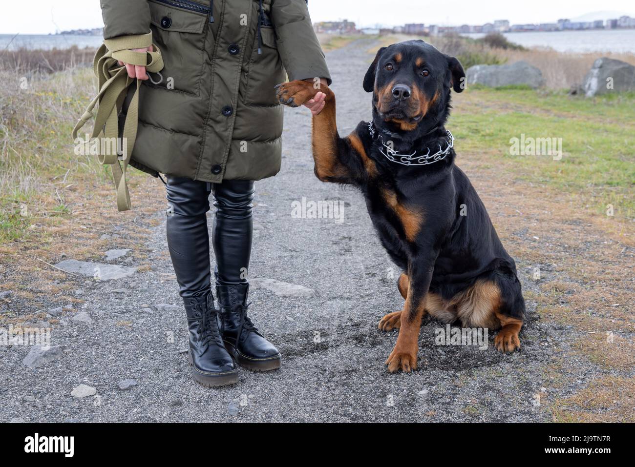 Are Rottweilers Strong