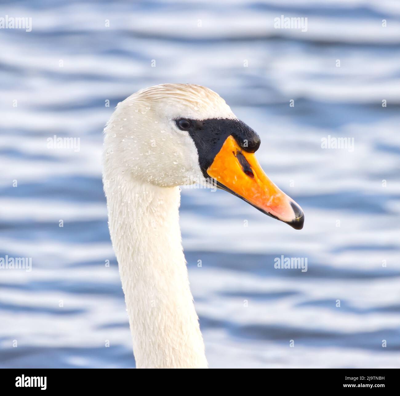 Swan up close Stock Photo