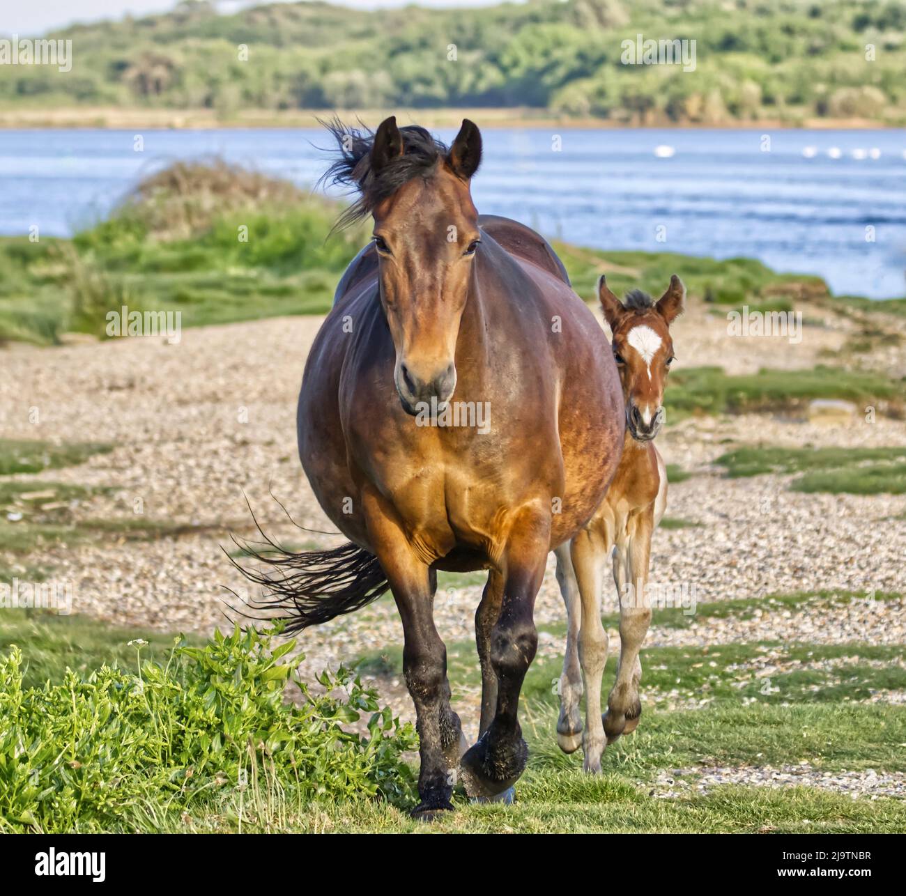 A heavily pregnant mare and her foal Stock Photo