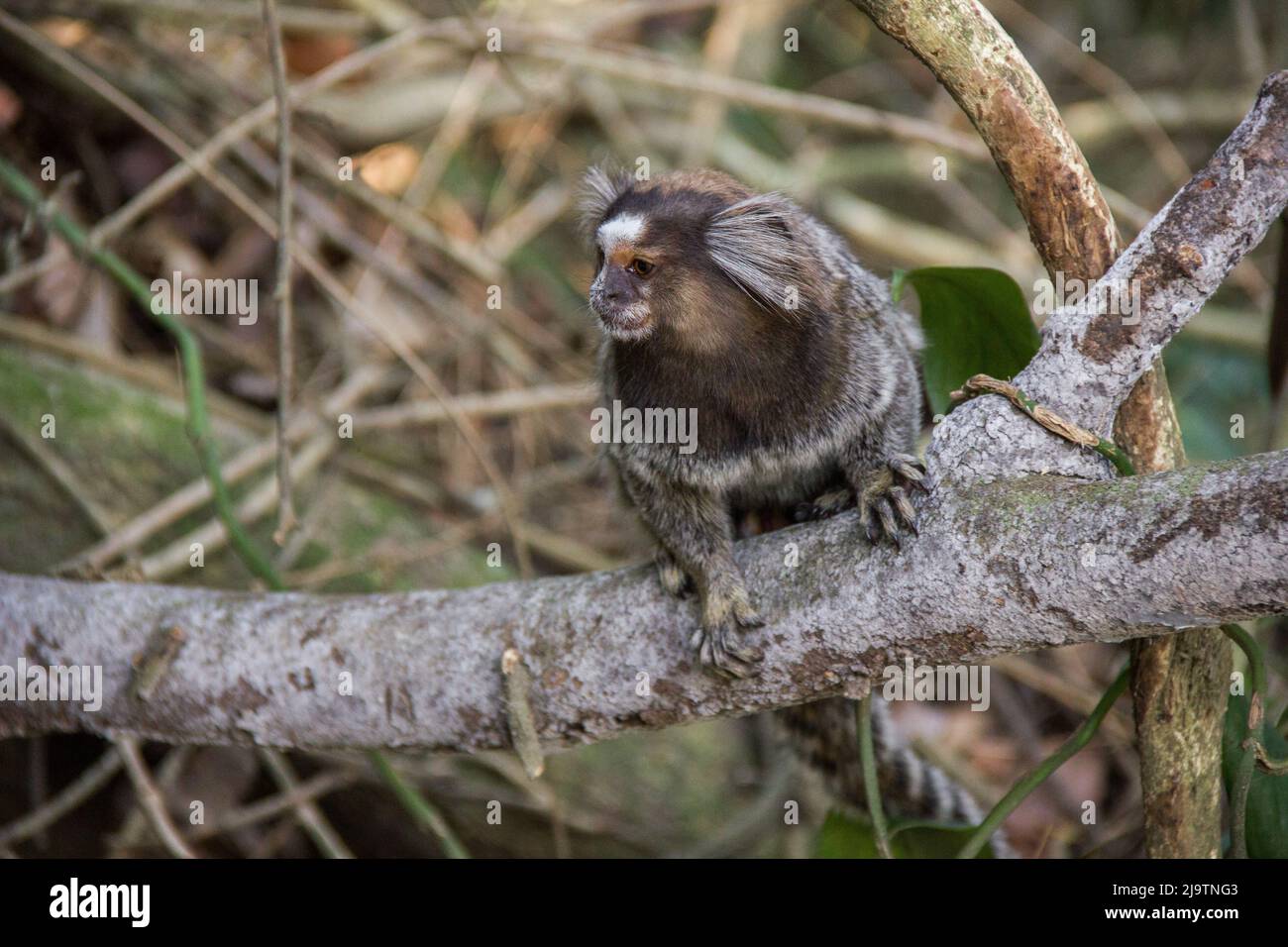 Lindo macaco sagui (Callithrix jacchus) encontrado em grandes quantidades  na cidade de Salvador no Brasil [download] - Designi